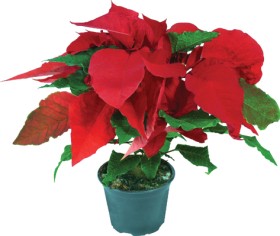 Poinsettia on sale