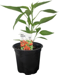 Heirloom-Chilli on sale