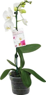 Moth-Orchid on sale