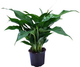 Peace-Lily on sale