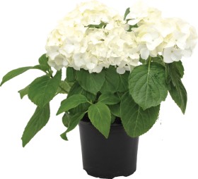 Hydrangea on sale