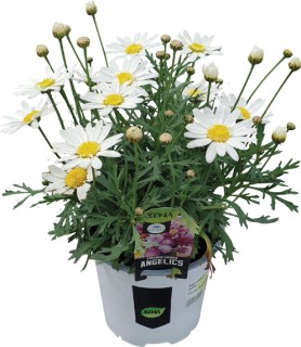 Marguerite-Daisies on sale