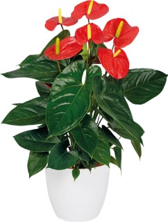 Anthurium on sale