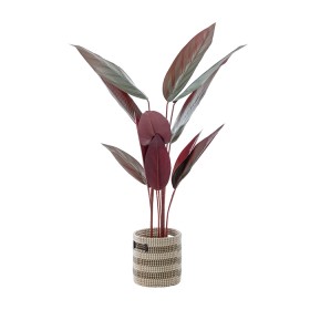Calathea-Plant-145cm on sale