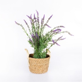 Lavender-Plant on sale
