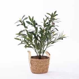 Olive-Plant on sale