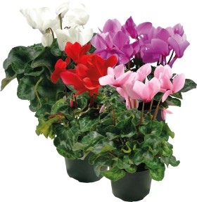 Cyclamen-14cm on sale