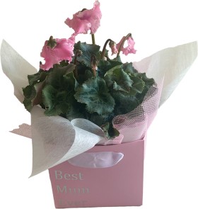Gift+Wrapped+Cyclamen+Plant