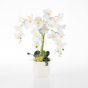 Flourishing+Orchid