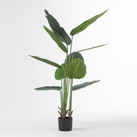 160cm+Banana+Palm