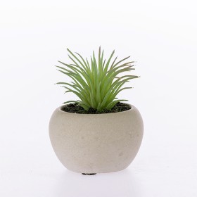 Everlasting+Grass+Succulent+In+Pot