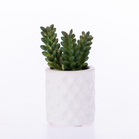Everlasting+Star+Succulent+In+Pot
