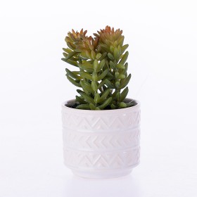 Everlasting+Green+Succulent+In+Pot