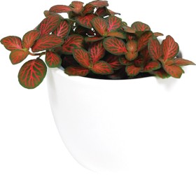 Asstd-Table-Top-Plants on sale