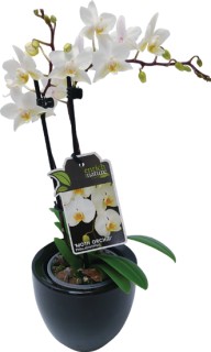 Moth-Orchid on sale