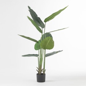 Travellers+Banana+Palm+160cm