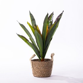 Dracaena+Plant
