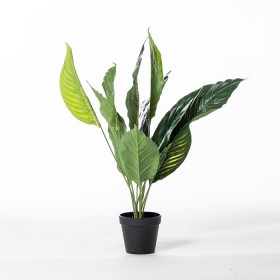 Peace+Lily