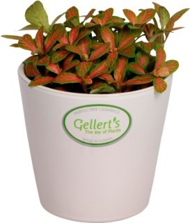 Asstd-Fittonia on sale