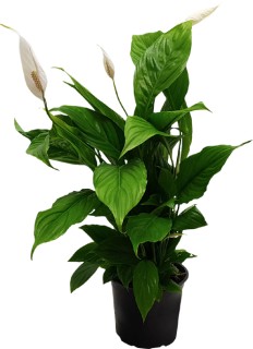 Peace+Lily