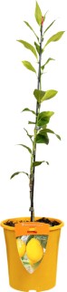 Meyer-Lemon on sale