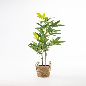Everlasting+Maeve+Pachira+Plant+75cm