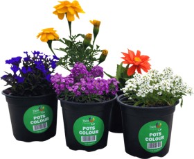 Asstd-Potted-Colour on sale