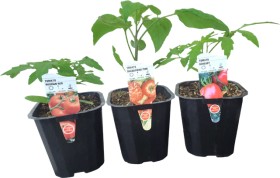 Asstd-Heirloom-Tomato on sale