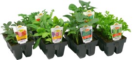 Asstd+Premium+Flower+%26amp%3B+Veggies
