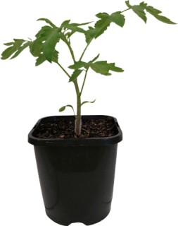%26rsquo%3BBeefsteak%26rsquo%3B+Tomato