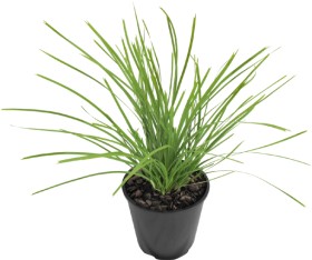 Lomandra-Lime-Tuff on sale