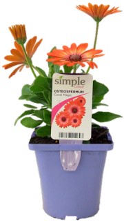 Simple+Colour+Asstd+Osteospermum
