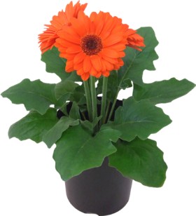 Asstd-Asteraceae-Gerbera on sale