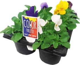 Asstd-Potted-Colour on sale
