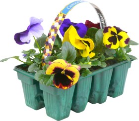 %26rsquo%3BColourmax%26rsquo%3B+Pansy