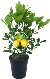 Citrus+Tree+Varieties