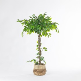 Sita-Twisted-Ficus on sale