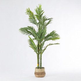 Sita-Palm on sale