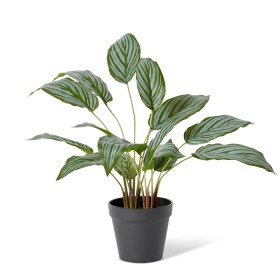 Elme-Ctenanthe-Potted-Plant on sale