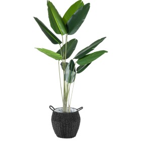 Banana-160cm on sale