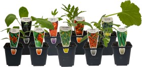 Assorted-Vegetable-Plants on sale