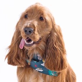 Pet-Bandana on sale