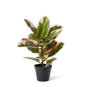 Elme-Rubber-Plant on sale