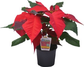 Poinsettia on sale