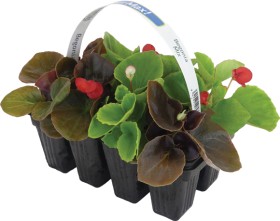 ColourMax-Begonia-Mix on sale