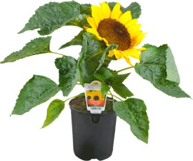 Sunny-Smile-Helianthus on sale