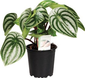 %26rsquo%3BPep+Watermelon%26rsquo%3B+Peperomia