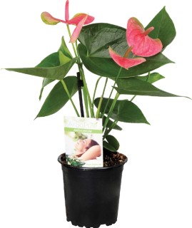 Anthurium on sale