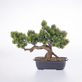 Cora+28cm+Bonsai+Tree