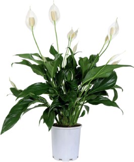 Peace+Lily+-+Spathiphyllum